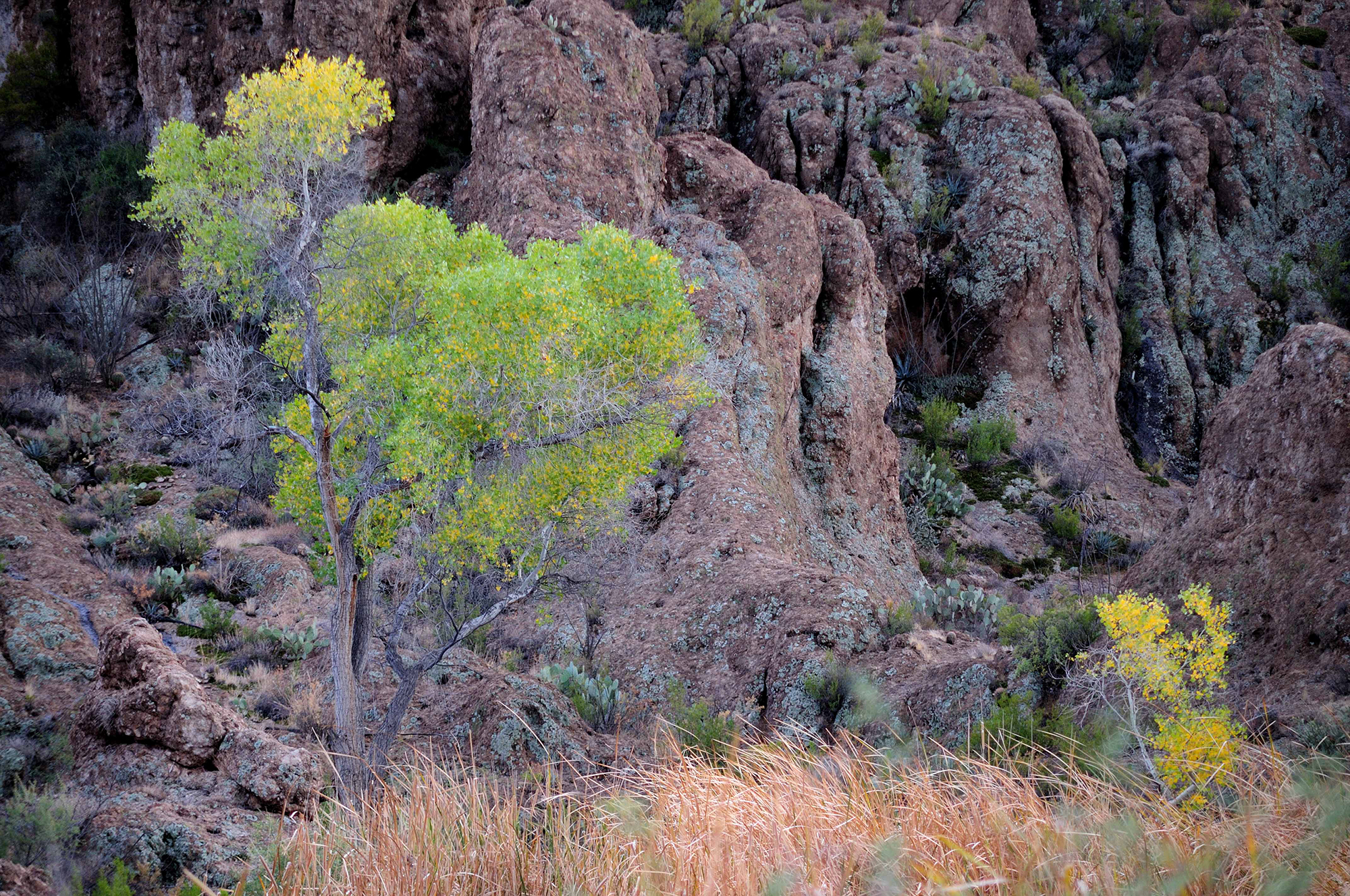 BOYCE THOMPSON COTTONWOODS