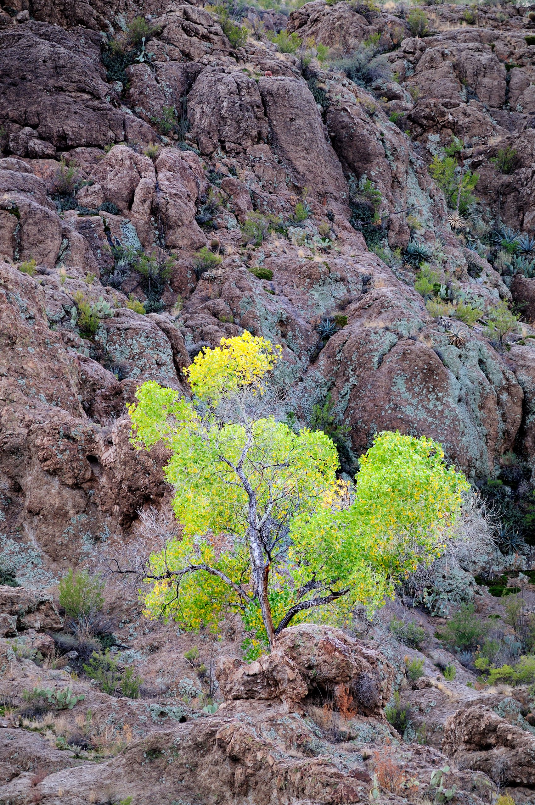 COTTONWOOD BOYCE THOMPSON