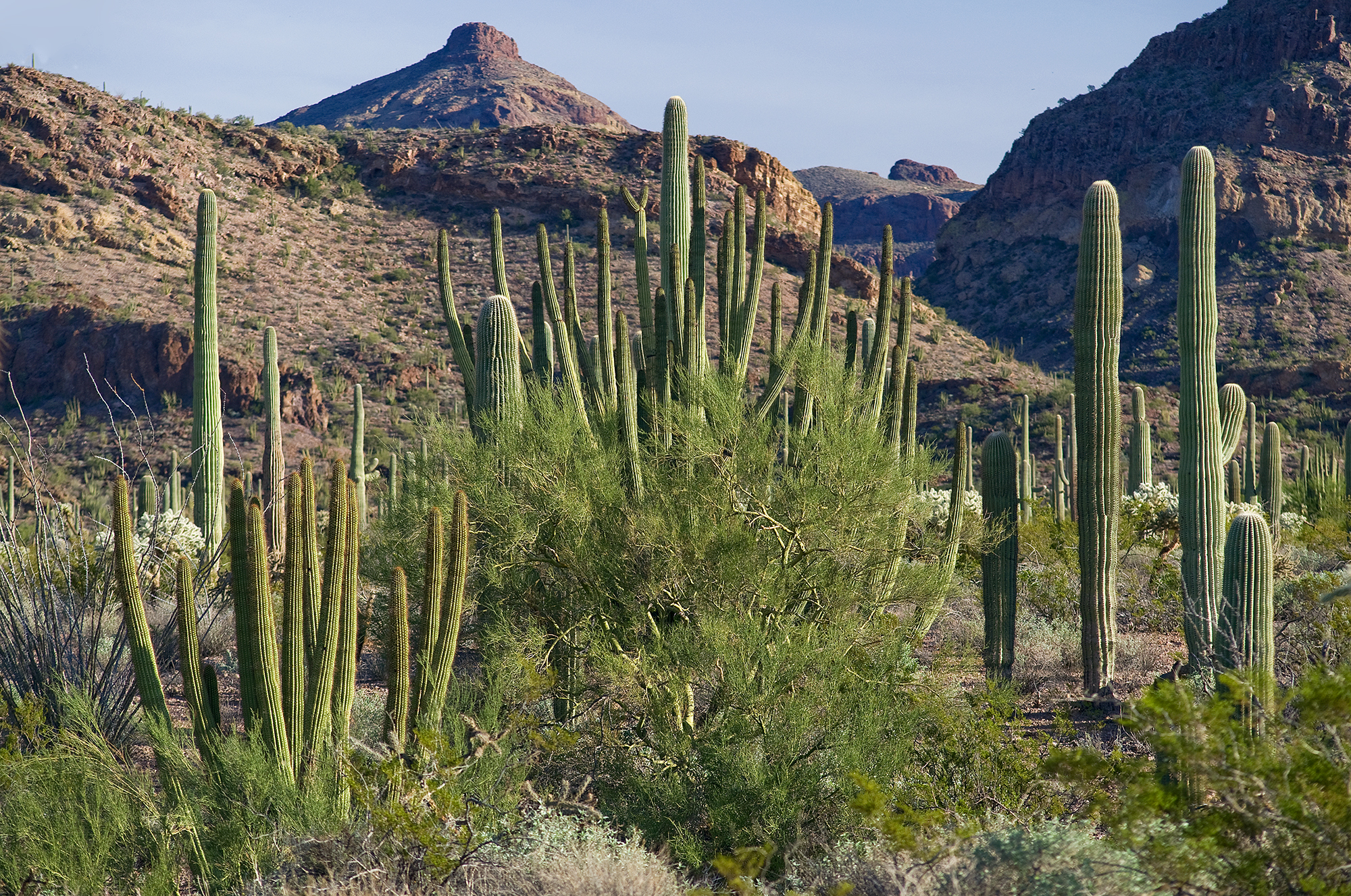 ORGAN PIPE CACTI